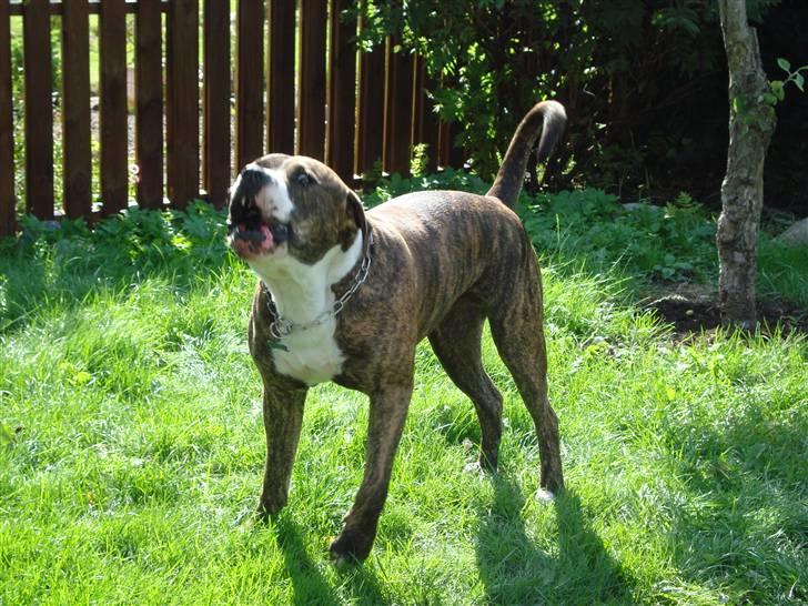 Blanding af racer Cosmo - Cosmo leger vagt hund hihi :)  billede 13