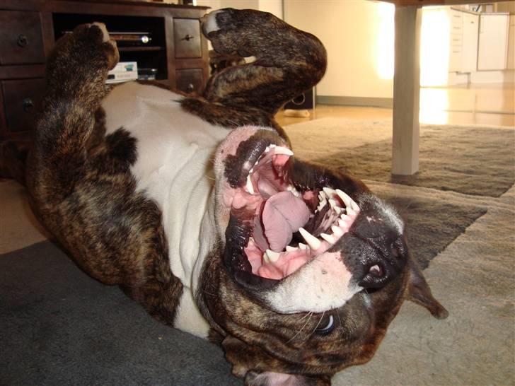 Blanding af racer Cosmo - hehe :) billede 14