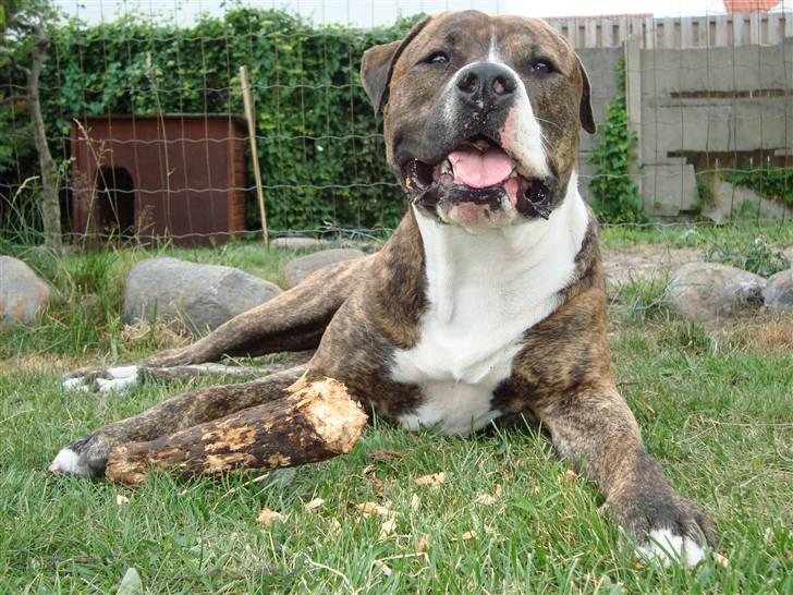 Blanding af racer Cosmo - Smukke Cosmo sommeren 2009 billede 15