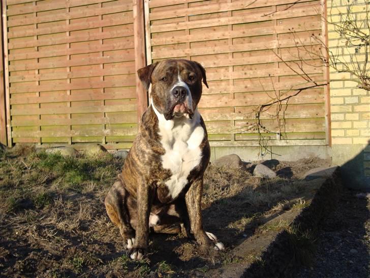 Blanding af racer Cosmo - Cosmo i haven  billede 16