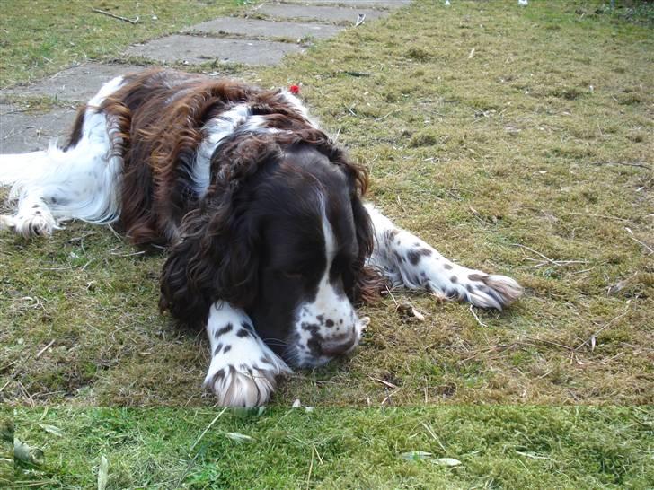 Engelsk springer spaniel Nemo  billede 14