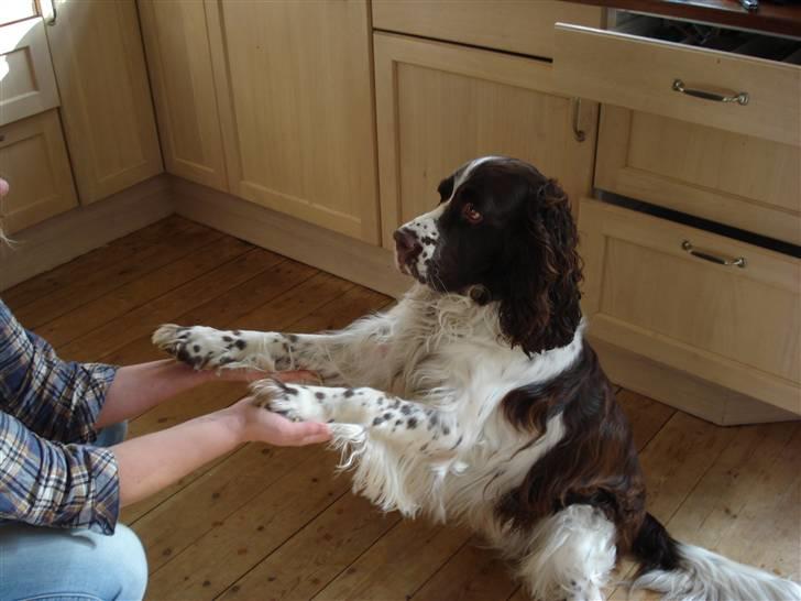 Engelsk springer spaniel Nemo  billede 15