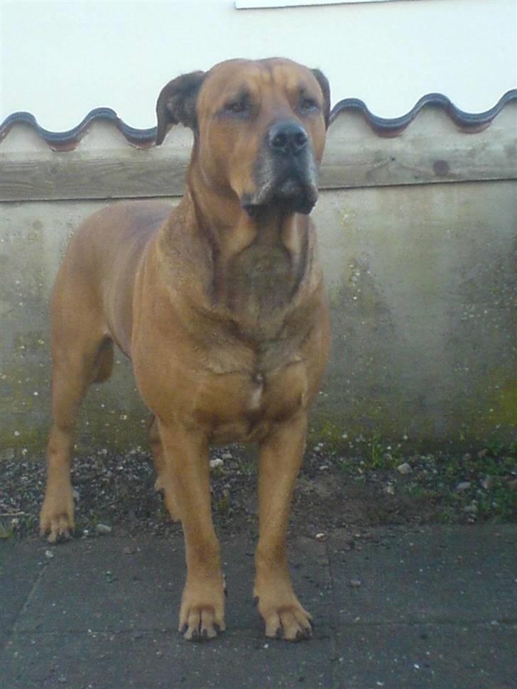 Blanding af racer Bonsai *RIP 19/8 2010* - Bonsai venter på sin far har fri billede 18