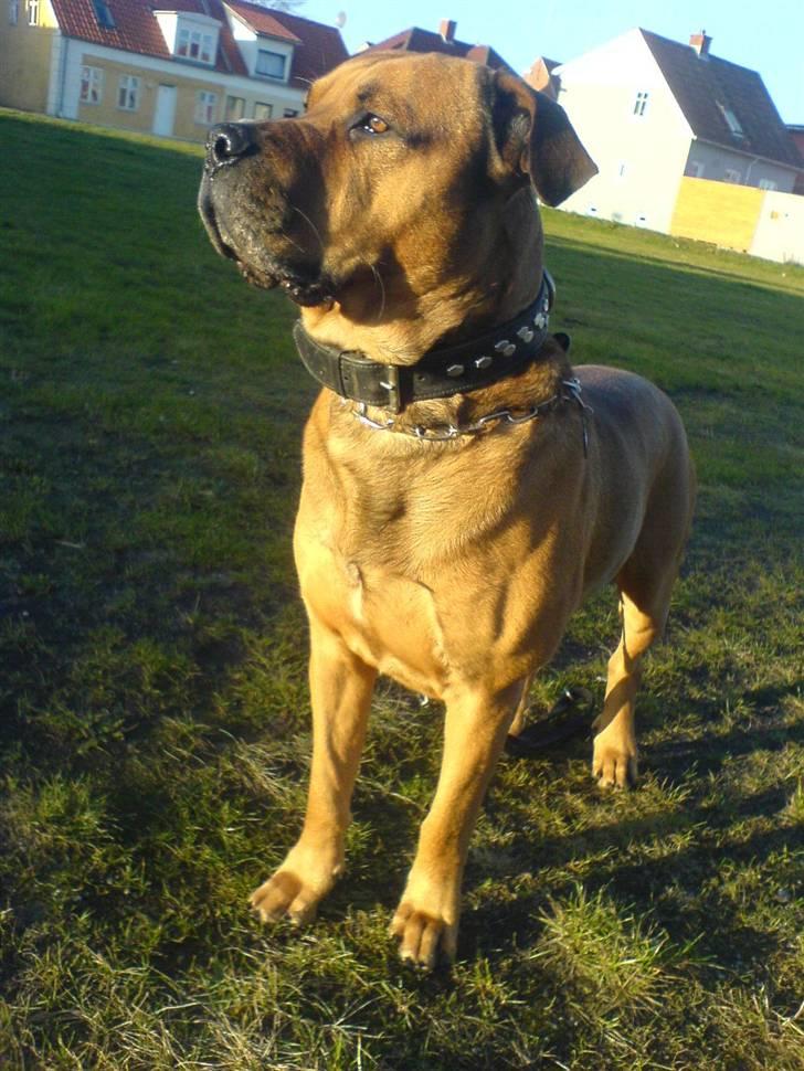 Blanding af racer Bonsai *RIP 19/8 2010* - Bonsai  billede 19