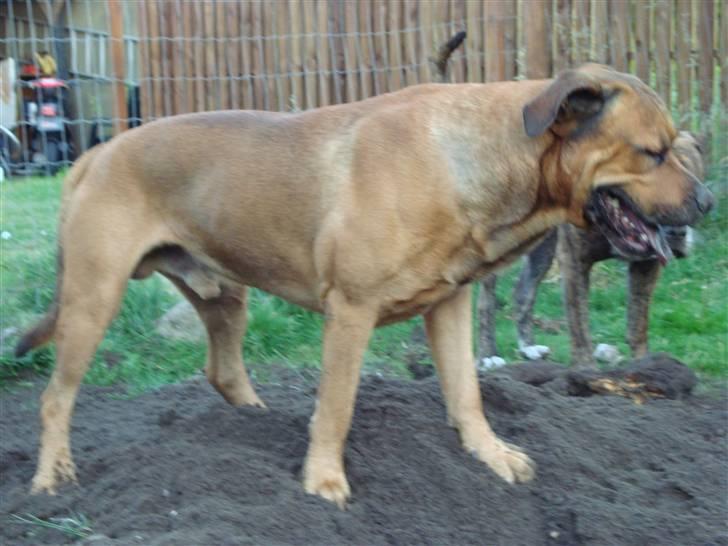 Blanding af racer Bonsai *RIP 19/8 2010* -  Bonsai 5 år, og ved at grave hele hunde gården op :)   billede 20