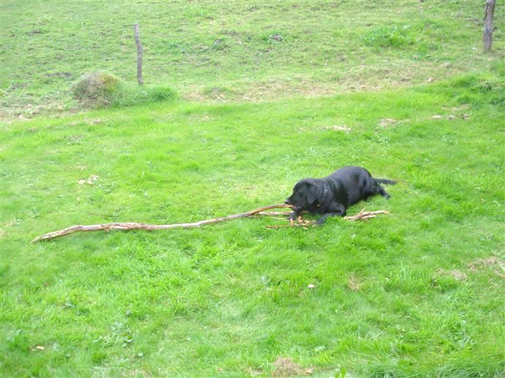 Labrador retriever Asta - Asta har fundet en "lille" pind at lege med... billede 6