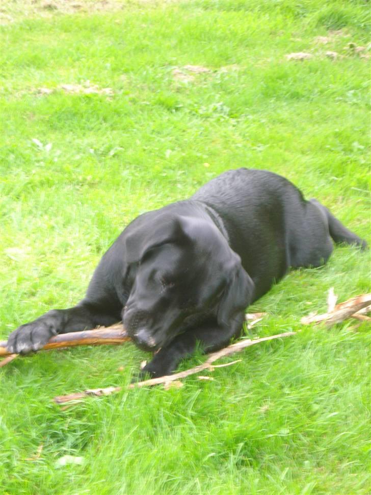 Labrador retriever Asta - Den er bare så god den her pind ! billede 7