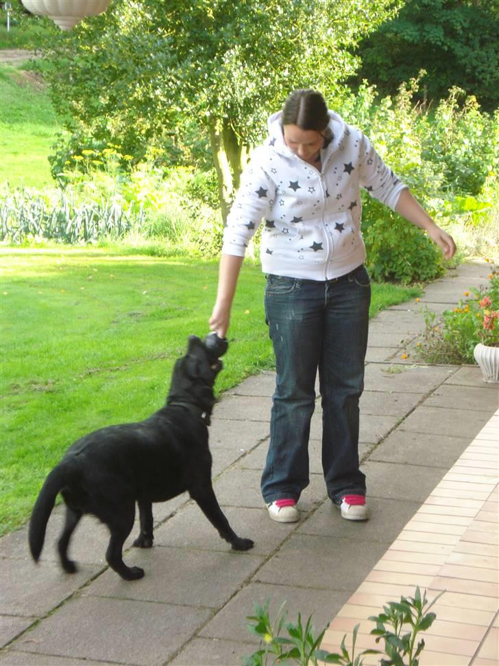 Labrador retriever Asta billede 8