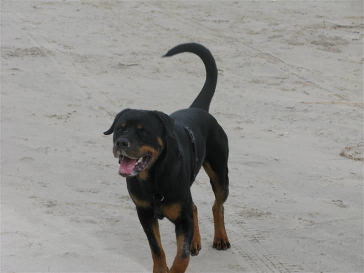 Rottweiler Røskva (Citta) billede 1