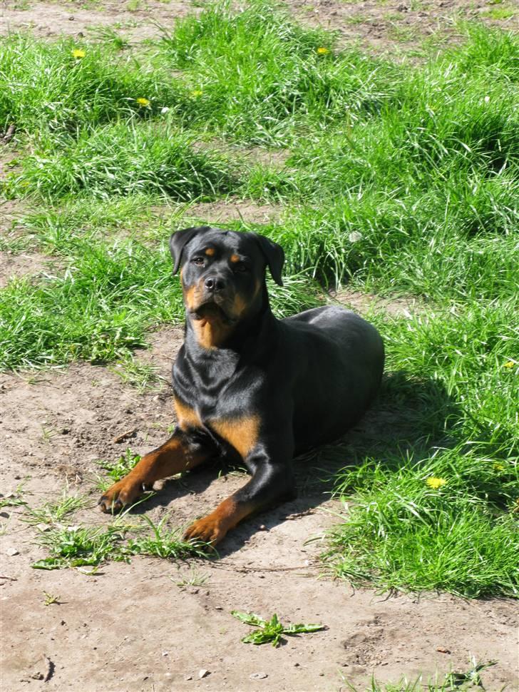 Rottweiler Røskva (Citta) billede 2