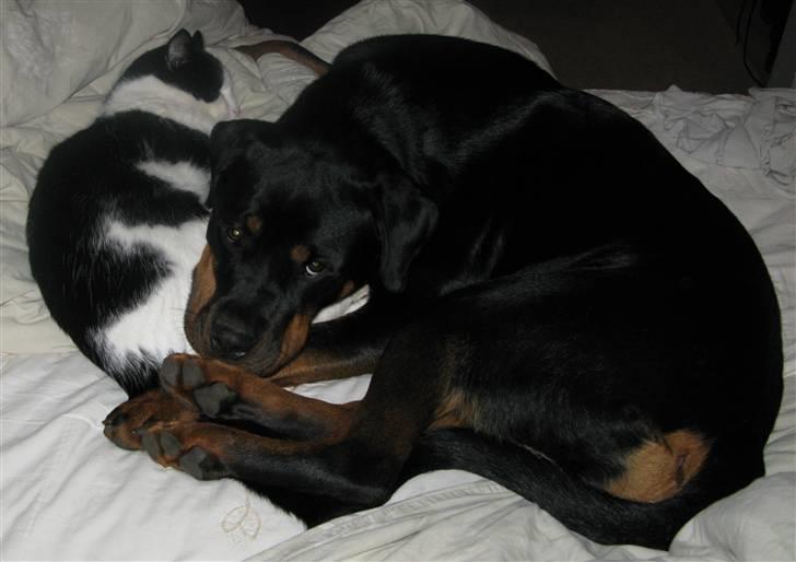 Rottweiler Røskva (Citta) billede 3