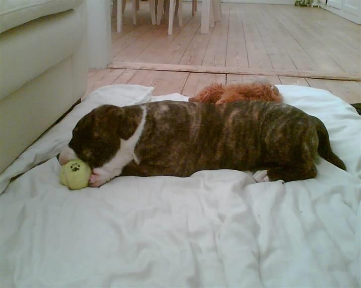 Blanding af racer Cosmo - Cosmo 9 uger billede 20