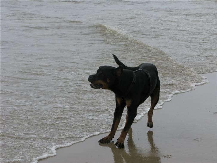 Rottweiler Røskva (Citta) billede 4