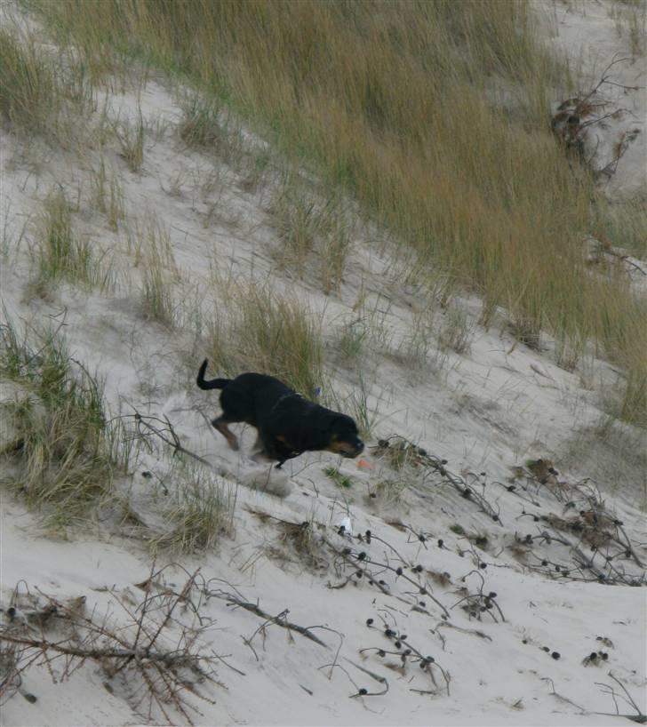 Rottweiler Røskva (Citta) billede 5