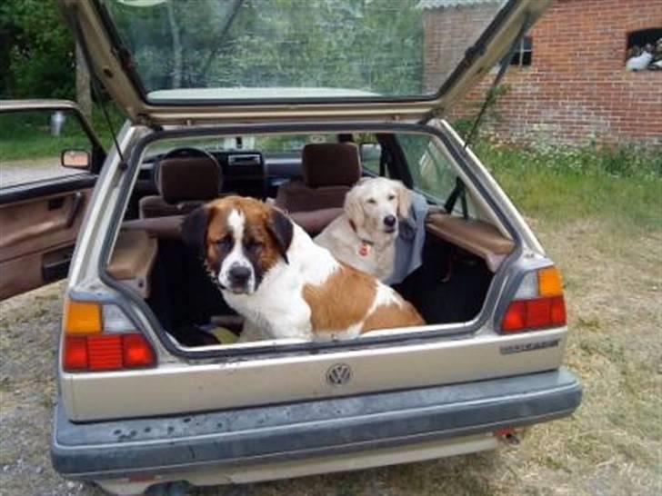 Sankt bernhardshund Bertha billede 14