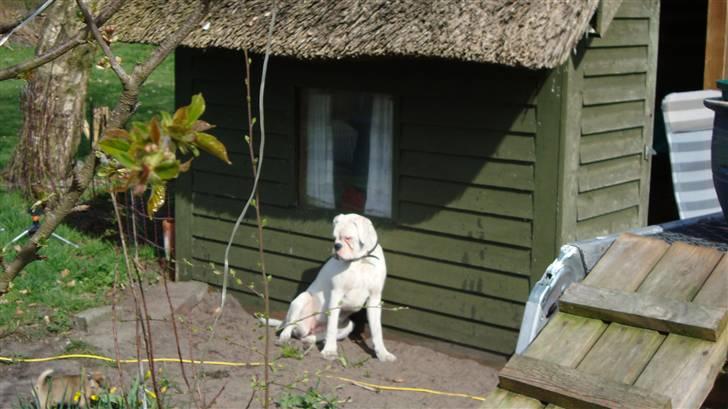 Boxer †Bianca "Tøsen"† - Jeg står bare lige her ik´ ? billede 11