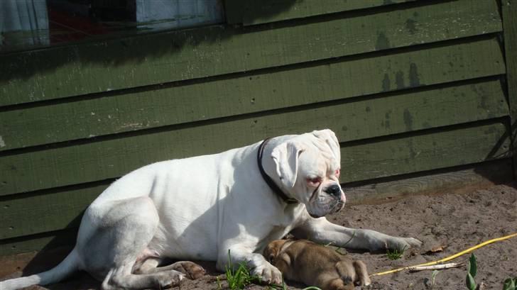 Boxer †Bianca "Tøsen"† - Tøsen og Abby ligger og rå´hygger billede 12