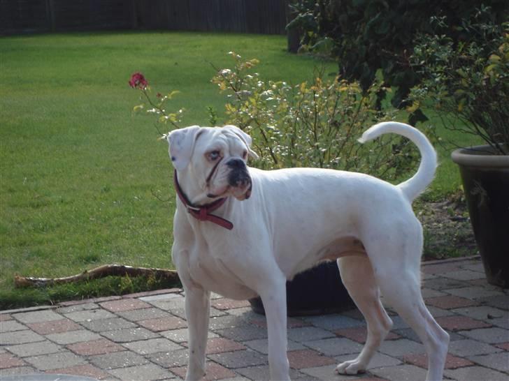 Boxer †Bianca "Tøsen"† - Jeg tager lige en slapper ik´ ? billede 13