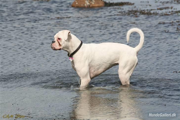 Boxer †Bianca "Tøsen"† billede 14