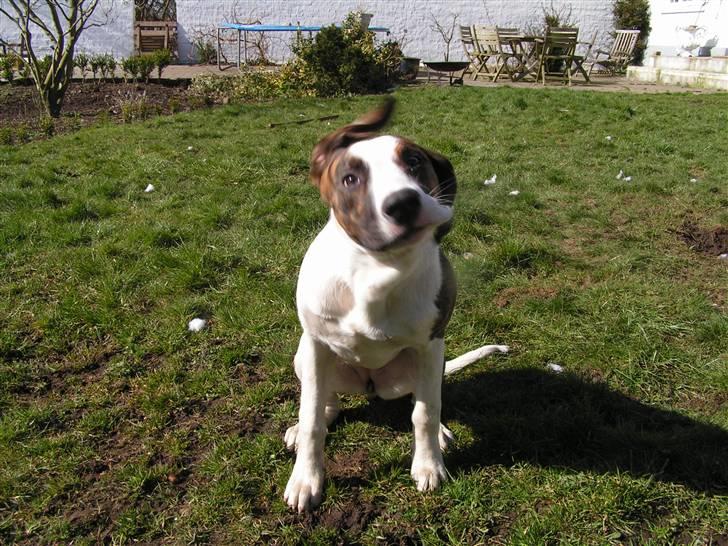 Blanding af racer Miami - En ordenlig ryste tur ;) billede 9