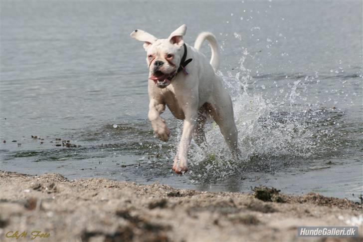 Boxer †Bianca "Tøsen"† billede 15