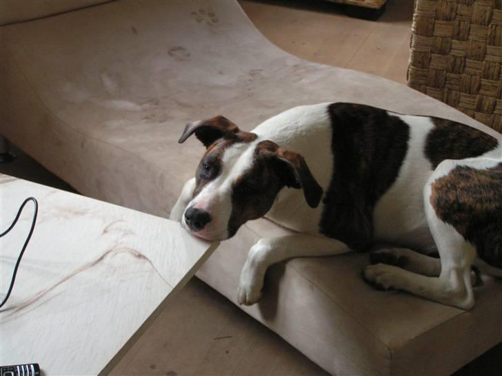 Blanding af racer Miami - Det er altså hårdt og være hund... Puha, alt det leg og mad... billede 10