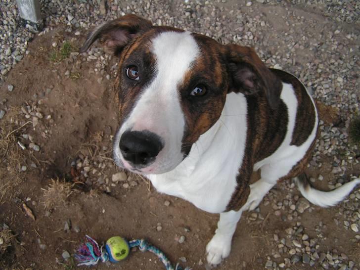 Blanding af racer Miami - Du siger jeg er en dræber ... Prøv og kig på mig og derefter min mormors katte, så ser du hvem der i virkeligheden er dræberen... billede 11