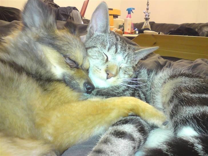 Pomeranian Amy - mig og bob er gooode venner billede 12