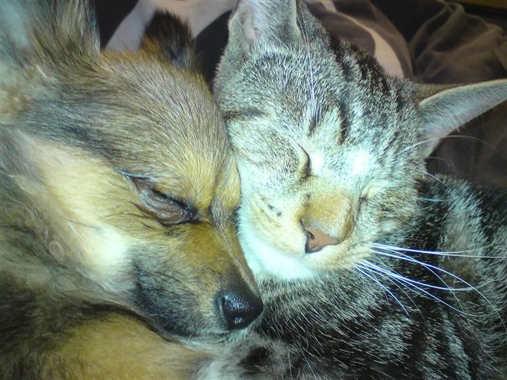 Pomeranian Amy - mig og bob putter sammen mor synes vi er så søde og så må vi godt blive i sengen...pssst.. ikke sig noget men det er kun derfor vi ligger sammen og har sluttet fred... billede 13