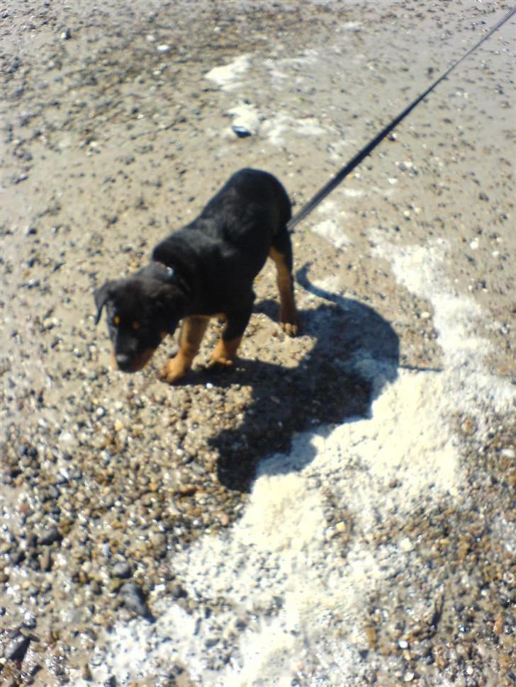 Rottweiler Røskva (Citta) billede 8