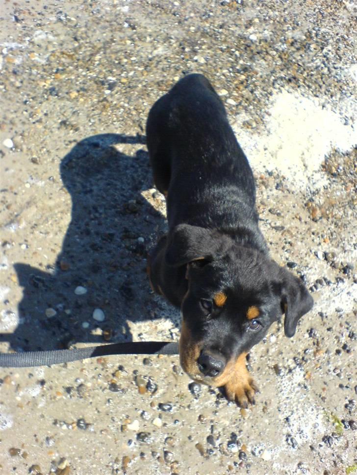 Rottweiler Røskva (Citta) billede 9