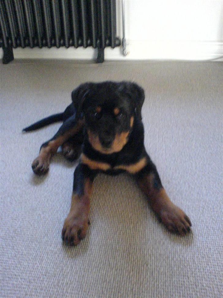 Rottweiler Røskva (Citta) billede 10