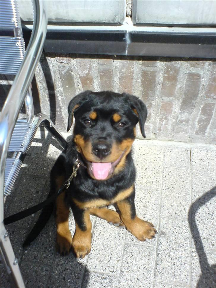 Rottweiler Røskva (Citta) billede 11