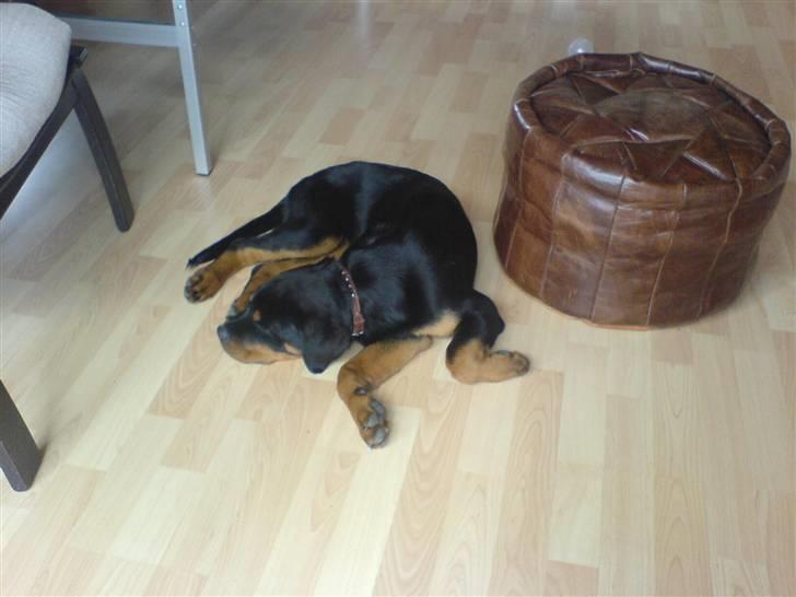Rottweiler Røskva (Citta) billede 12