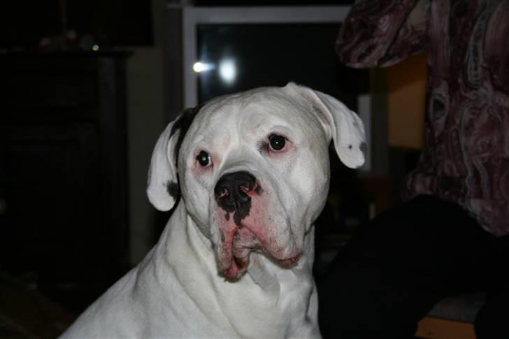 Amerikansk bulldog Jones billede 9