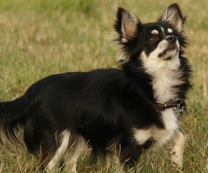 Chihuahua Tilde - Kønne Tilde billede 1