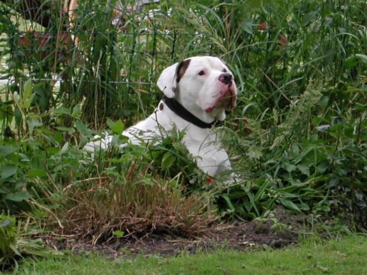 Amerikansk bulldog Jones billede 10