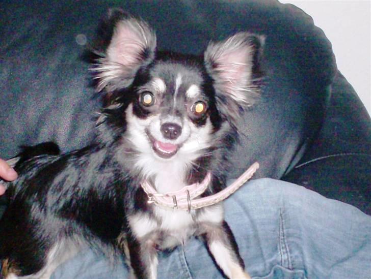 Chihuahua Tilde - Skal vi lege?? billede 2