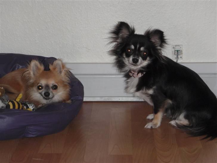 Chihuahua Tilde - Tilde og Damian. billede 3