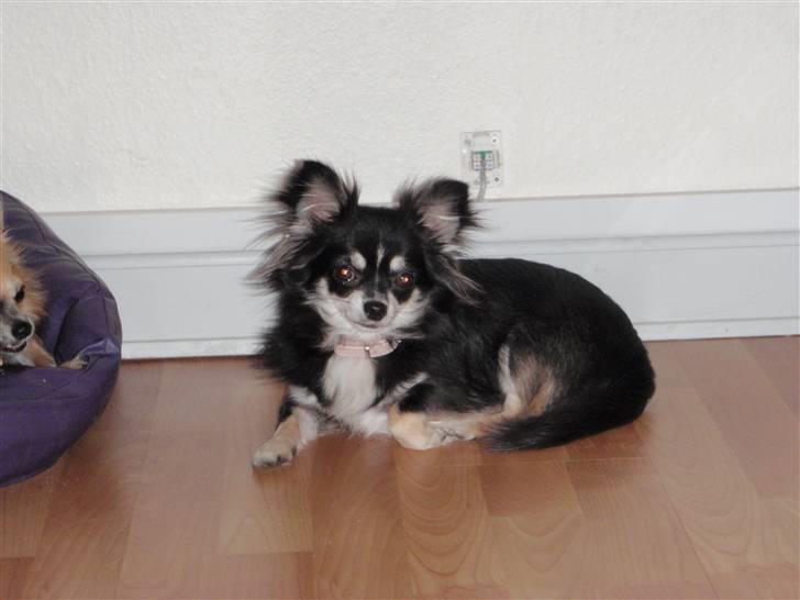 Chihuahua Tilde billede 4