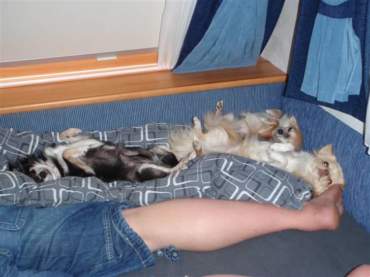 Chihuahua Tilde - Det er bare lykken at være på camping :-) billede 5