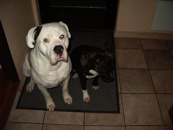 Amerikansk bulldog Jones billede 13