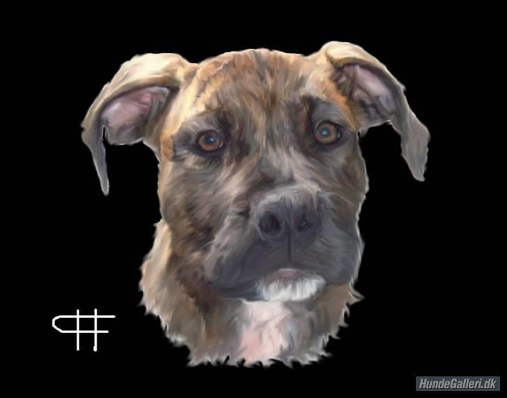 Amerikansk staffordshire terrier Dollar - tegning af dollar. lavet af hg-bruger billede 13