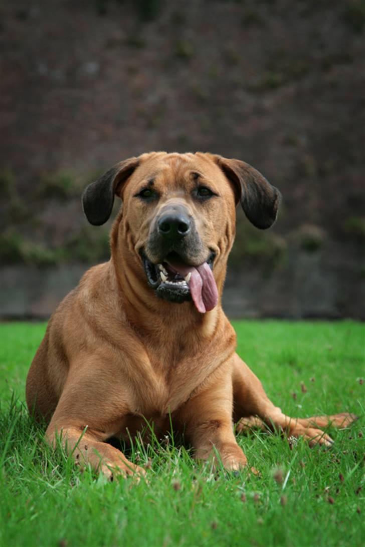 Blanding af racer "Broweiler" Kira billede 4