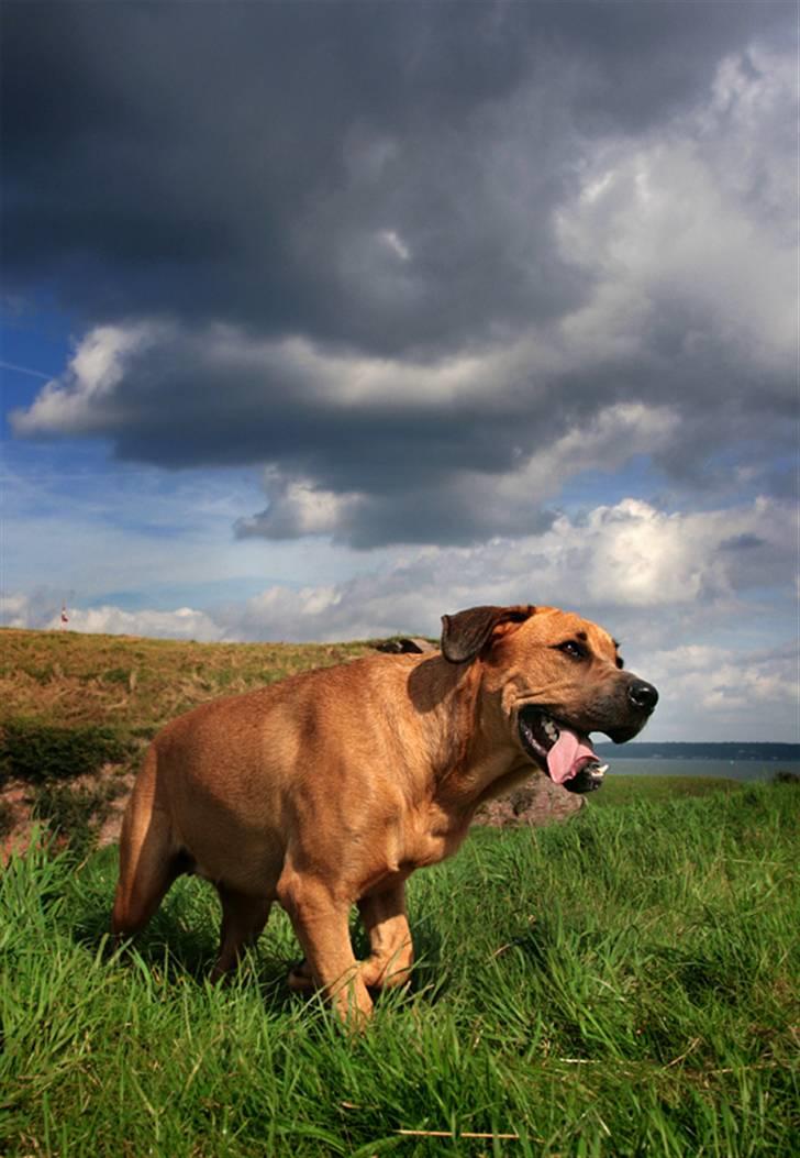 Blanding af racer "Broweiler" Kira - ! Kapow! Så er action hunden kommet billede 5