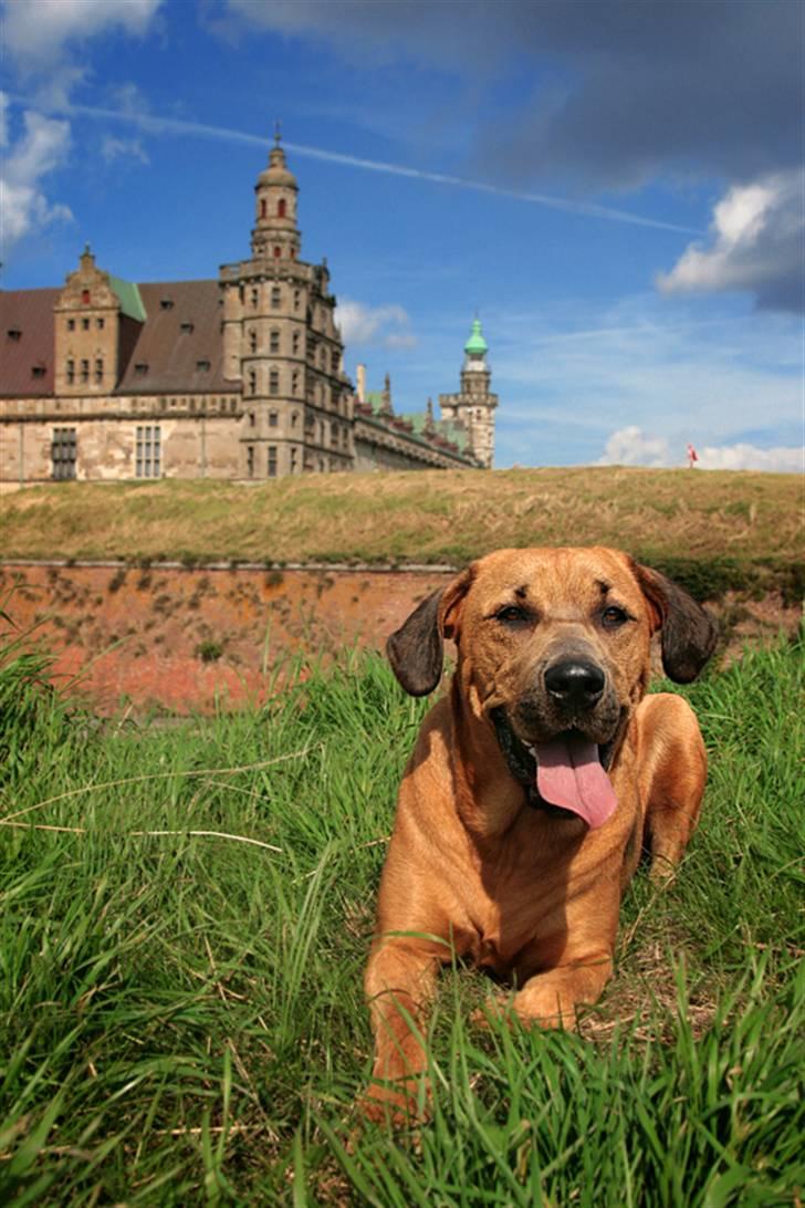 Blanding af racer "Broweiler" Kira billede 6