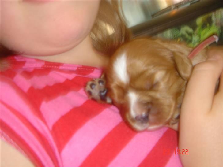 Cavalier king charles spaniel LULU billede 1