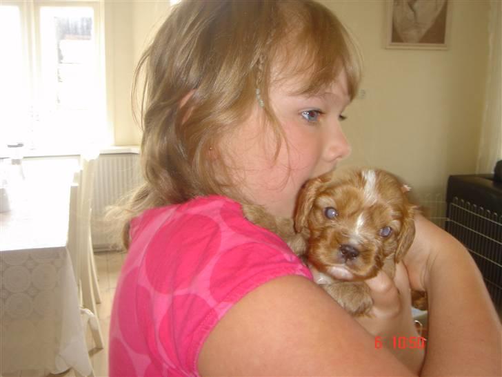 Cavalier king charles spaniel LULU billede 2