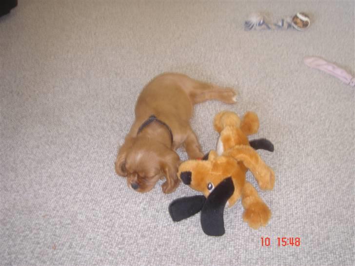 Cavalier king charles spaniel LULU billede 3