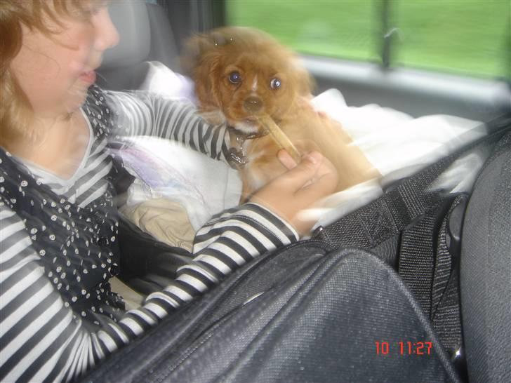 Cavalier king charles spaniel LULU billede 4
